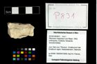 Foto (Objekt + Etikett) von Pithonoton marginatum (von Meyer, 1842)  (NHMW-GEO-2014-0194-0831)